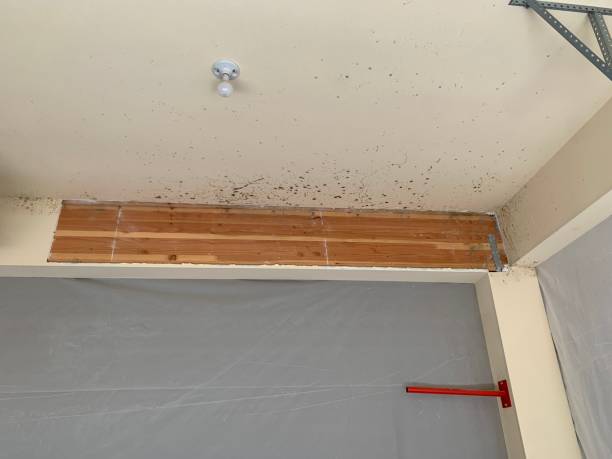 Professional Mold Removal in Coral Springs, FL